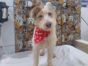 Cachorro raça Mestiça  idade 7 a 11 meses nome Bbezinho