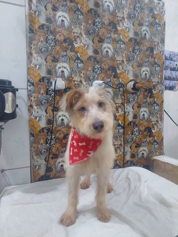 Cachorro raça Mestiça  idade 7 a 11 meses nome Bebe