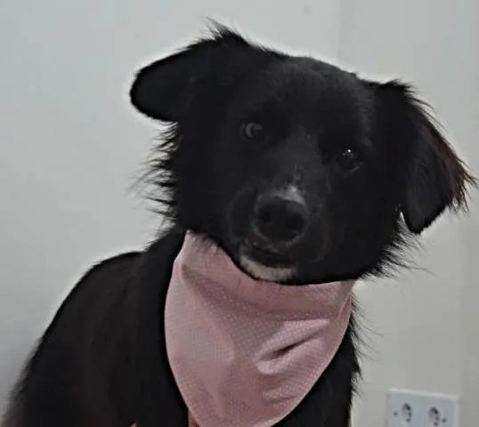 Cachorro ra a Sdr idade 1 ano nome Luana