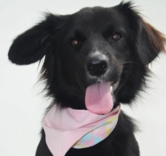 Cachorro ra a Sdr idade 1 ano nome Luana