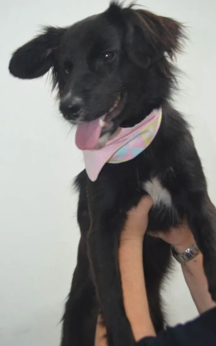 Cachorro ra a Sdr idade 1 ano nome Luana