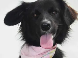 Cachorro raça Sdr idade 1 ano nome Luana