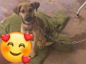 Cachorro raça Vira-lata  idade 2 a 6 meses nome Bituca 