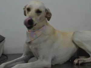 Cachorro raça Sdr idade 2 anos nome BELA
