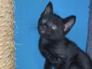 Gato raça Srd idade Abaixo de 2 meses nome Leonora 