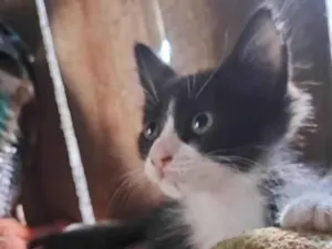 Gato raça Srd idade  nome Bibi
