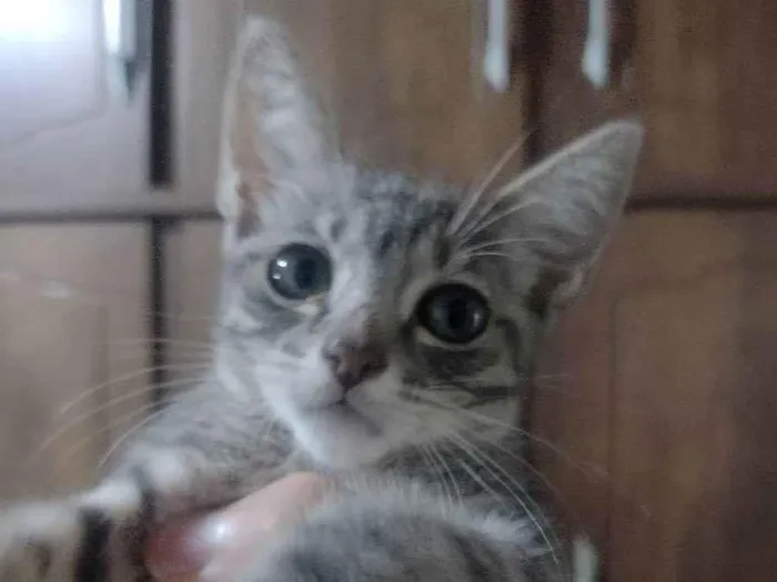 Gato ra a Não informado idade Abaixo de 2 meses nome Kiara 