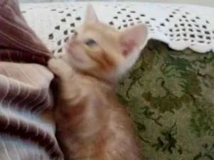 Gato raça Srd idade Abaixo de 2 meses nome Babi