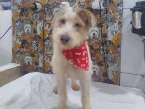 Cachorro raça Mestiça  idade 7 a 11 meses nome Bebe