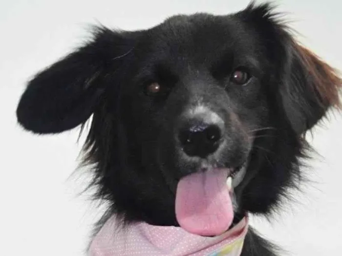 Cachorro ra a Sdr idade 1 ano nome Luana