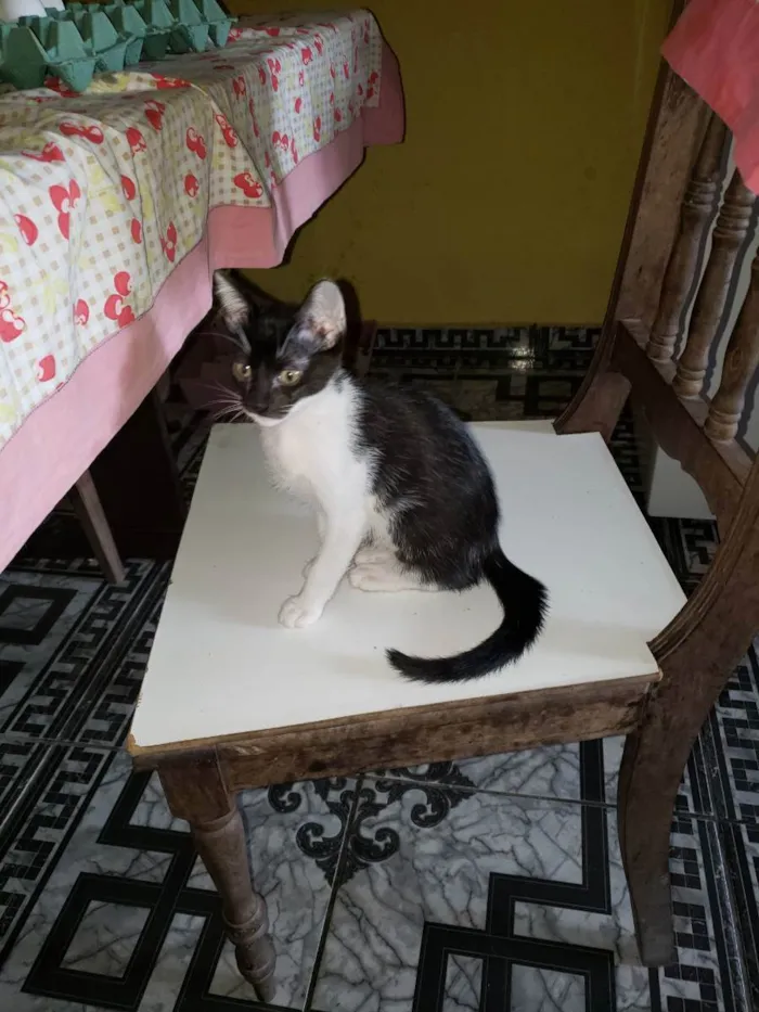 Gato ra a Vira-latas  idade 2 a 6 meses nome Mingal e Bia