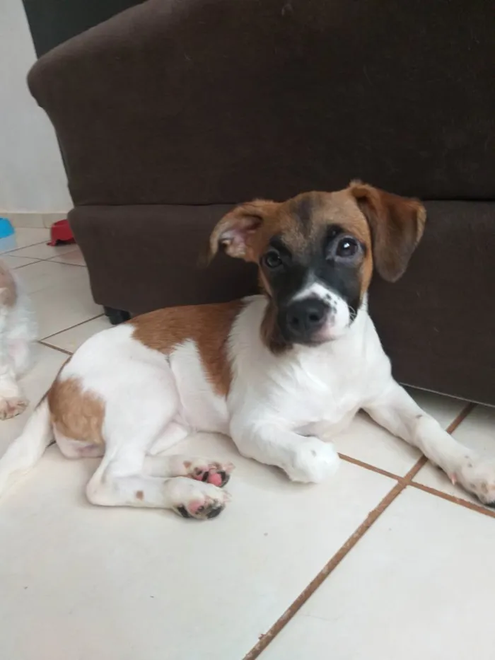 Cachorro ra a Shitzu com vira lata  idade 2 a 6 meses nome Pretinha 