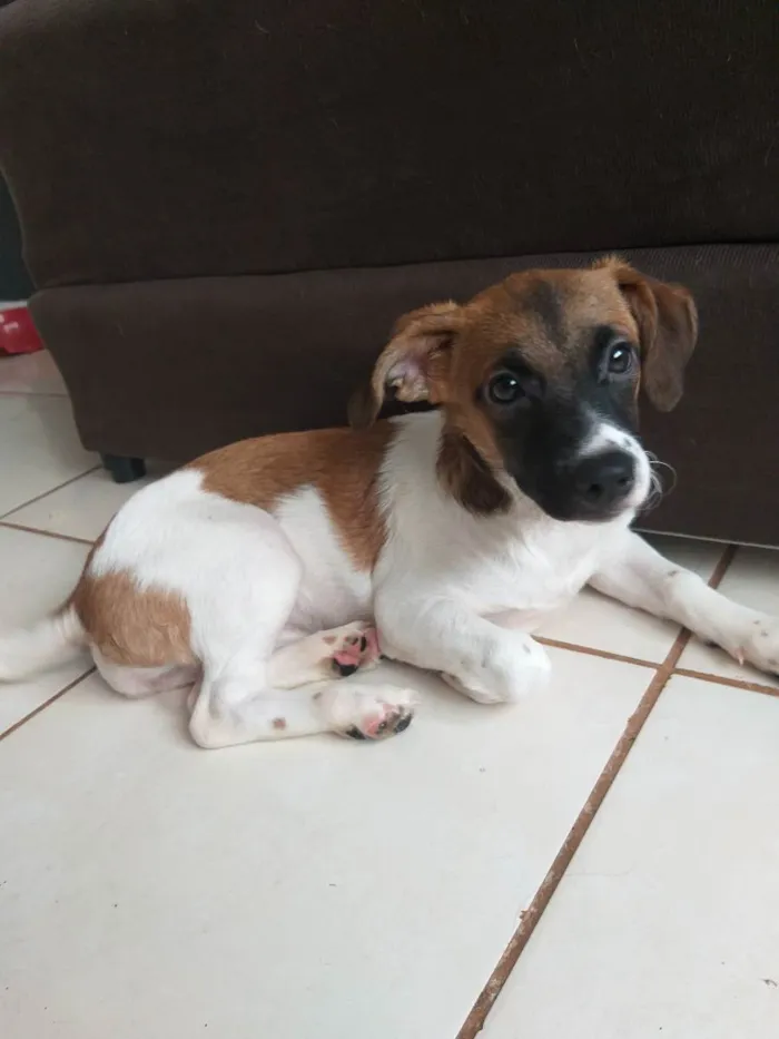 Cachorro ra a Shitzu com vira lata  idade 2 a 6 meses nome Pretinha 