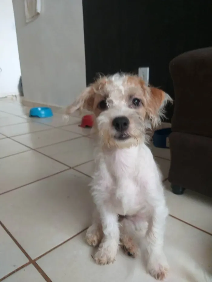 Cachorro ra a Shitzu com vira lata  idade 2 a 6 meses nome Amora