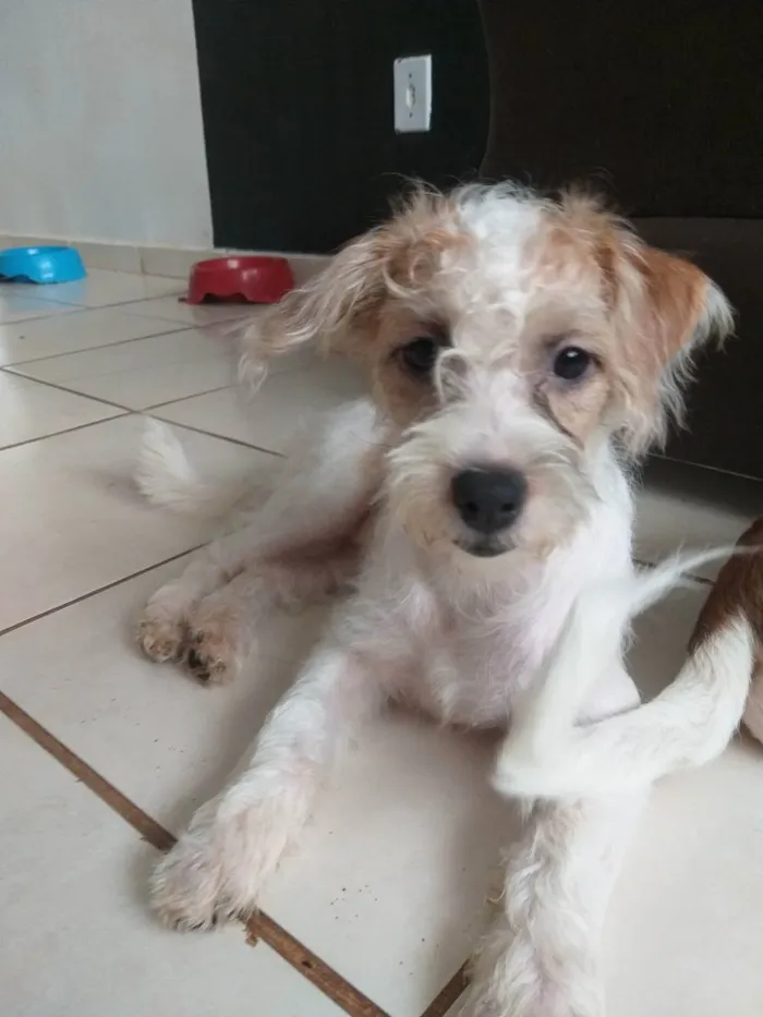 Cachorro ra a Shitzu com vira lata  idade 2 a 6 meses nome Amora