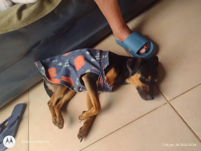 Cachorro ra a Fox paulistinha/outra raça  idade 7 a 11 meses nome Hulk