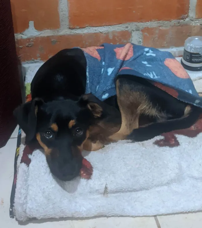 Cachorro ra a Fox paulistinha/outra raça  idade 7 a 11 meses nome Hulk