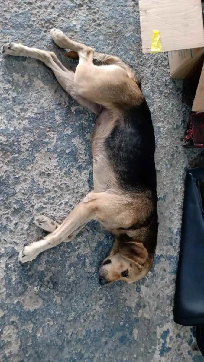 Cachorro raça Ambos SRD idade 2 anos nome Negreli e pirata