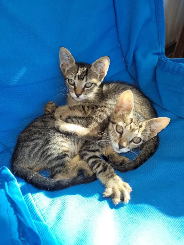 Gato ra a Sem raça  idade Abaixo de 2 meses nome Clotilde