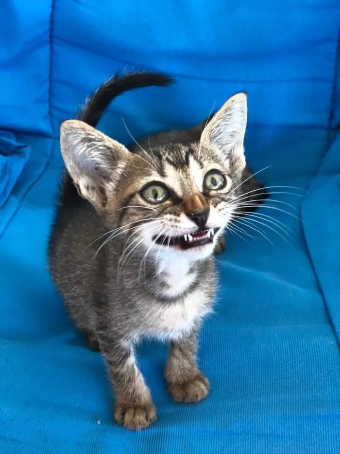 Gato ra a Sem raça  idade Abaixo de 2 meses nome Clotilde
