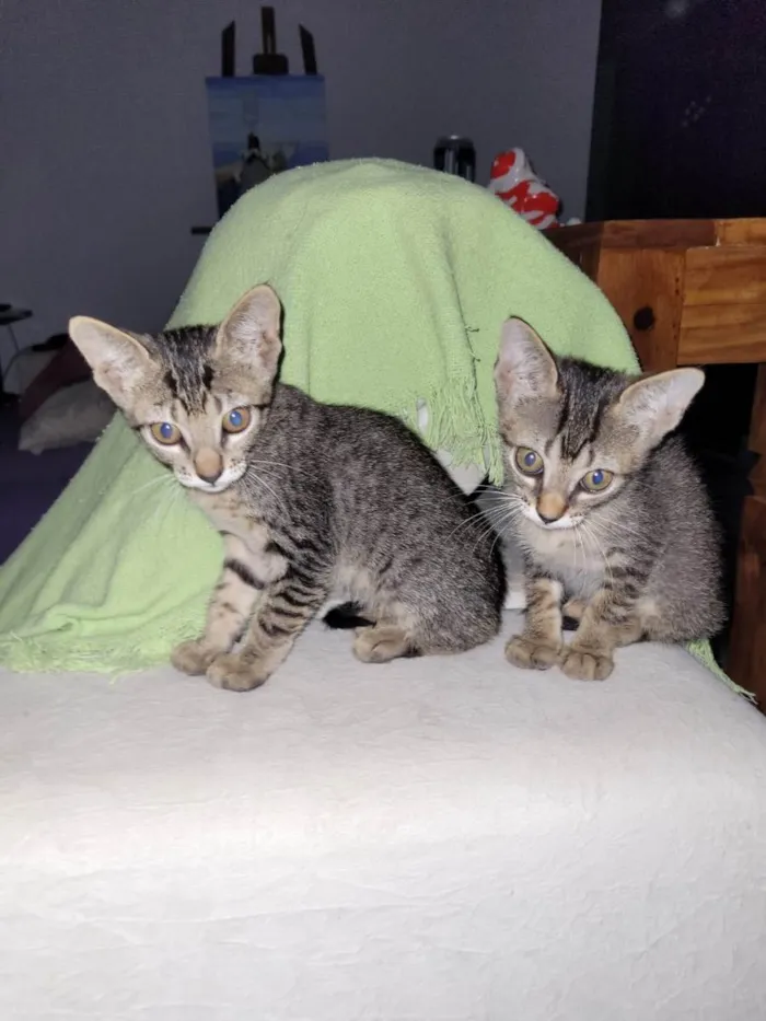 Gato ra a Sem raça  idade Abaixo de 2 meses nome Clotilde