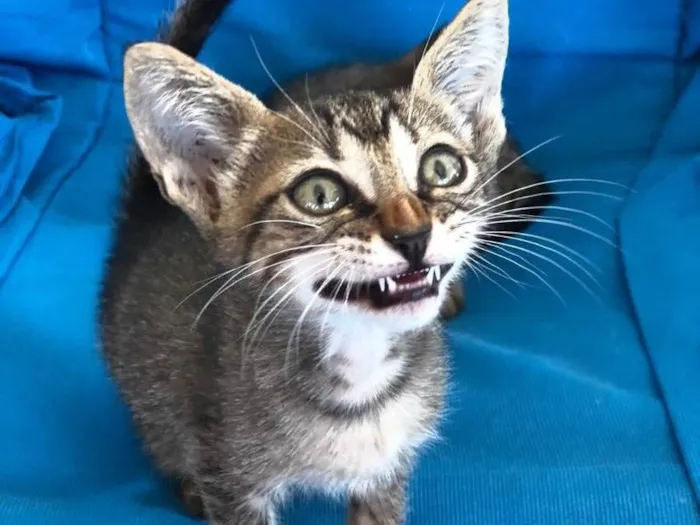 Gato ra a Sem raça  idade Abaixo de 2 meses nome Clotilde