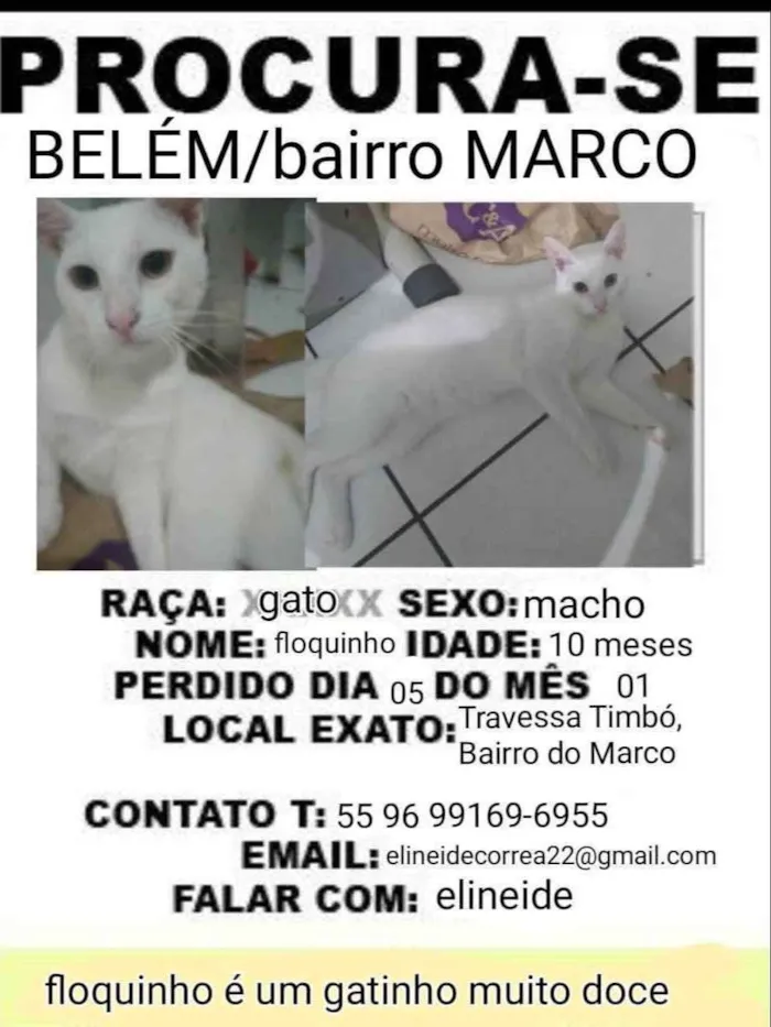 Gato ra a Nenhuma  idade 7 a 11 meses nome Floquinho 