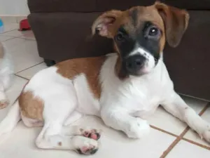 Cachorro raça Shitzu com vira lata  idade 2 a 6 meses nome Pretinha 