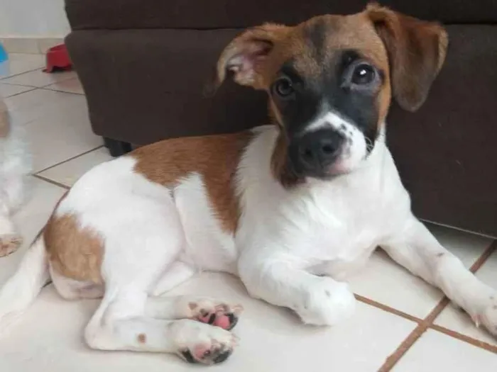 Cachorro ra a Shitzu com vira lata  idade 2 a 6 meses nome Pretinha 