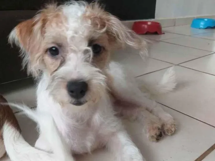 Cachorro ra a Shitzu com vira lata  idade 2 a 6 meses nome Amora