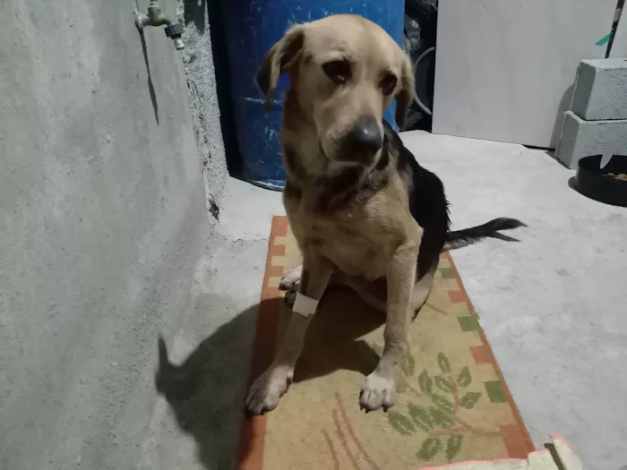 Cachorro raça Srd idade 2 anos nome Mel