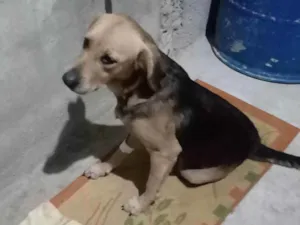 Cachorro raça Srd idade 2 anos nome Mel