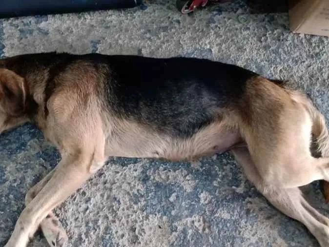 Cachorro raça Srd idade 2 anos nome Mel