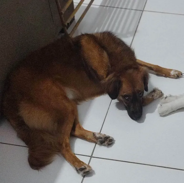 Cachorro ra a sem raça idade 2 anos nome Alan 