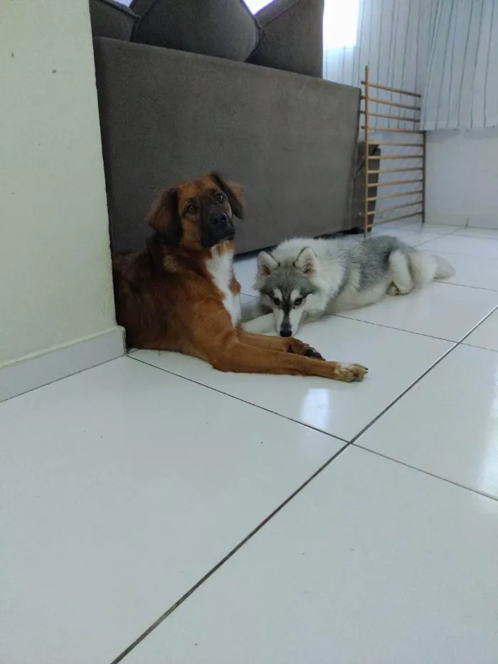 Cachorro ra a sem raça idade 2 anos nome Alan 