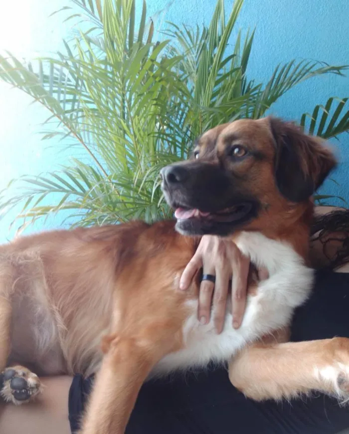 Cachorro ra a sem raça idade 2 anos nome Alan 