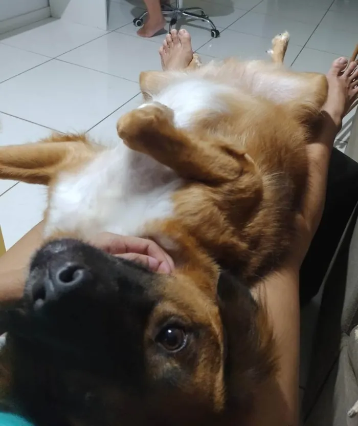Cachorro ra a sem raça idade 2 anos nome Alan 