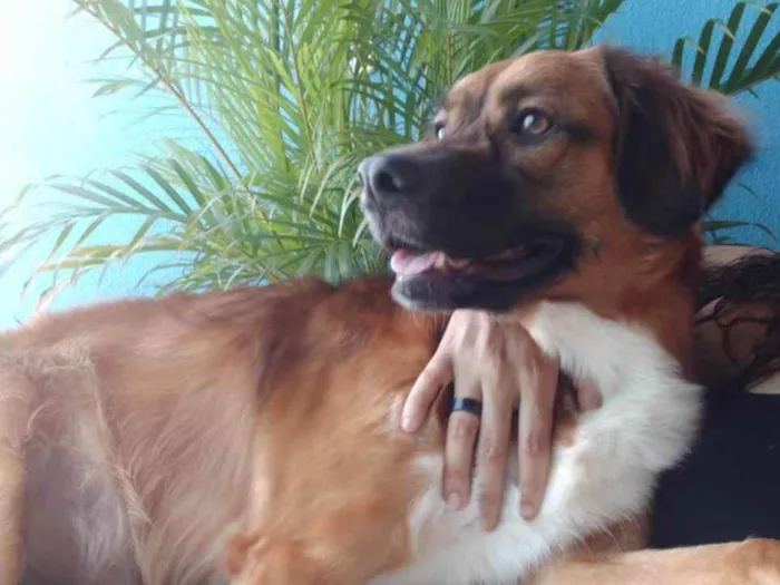 Cachorro ra a sem raça idade 2 anos nome Alan 