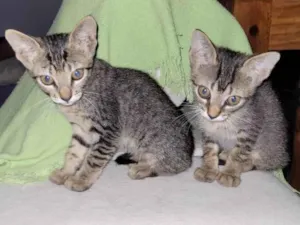 Gato raça Sem raça  idade Abaixo de 2 meses nome Clotilde