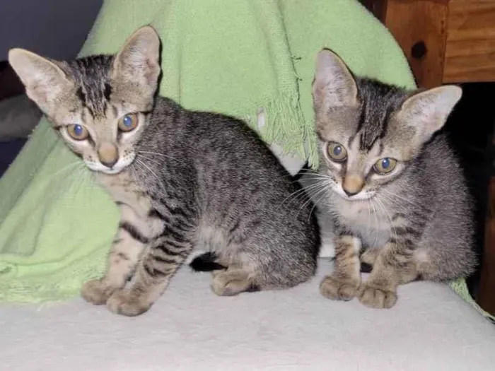 Gato ra a Sem raça  idade Abaixo de 2 meses nome Clotilde