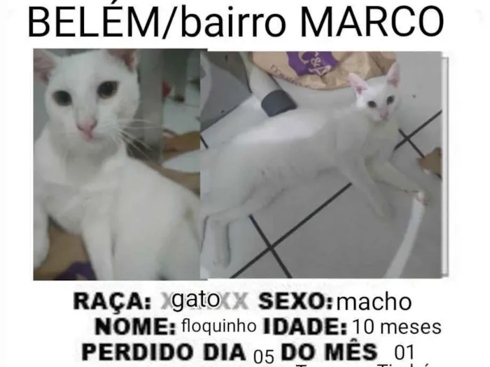 Gato ra a Nenhuma  idade 7 a 11 meses nome Floquinho 