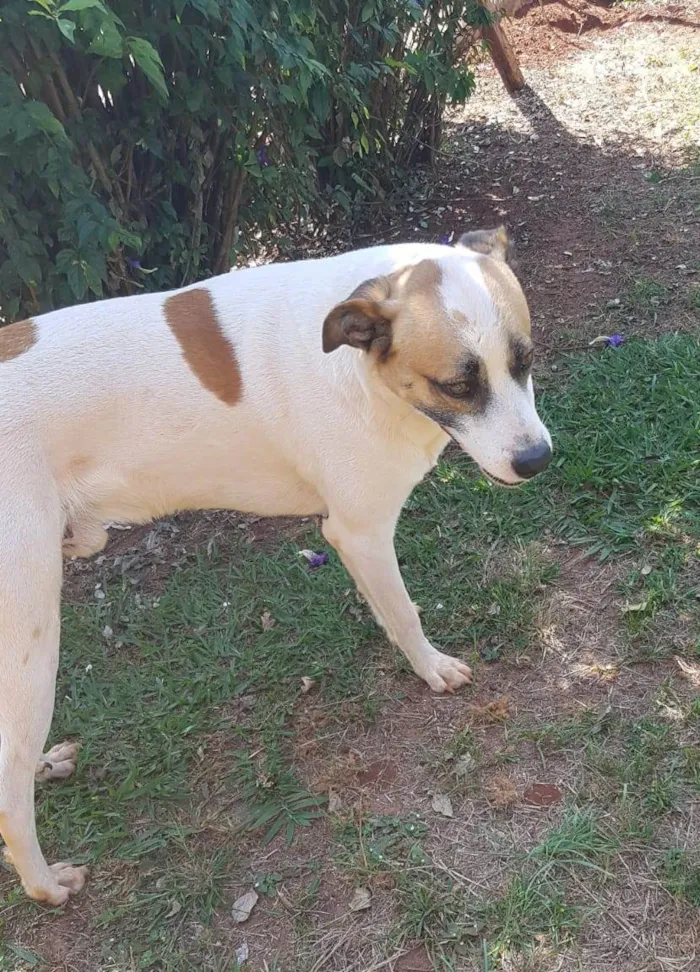 Cachorro ra a Vira-lata idade 6 ou mais anos nome Juca