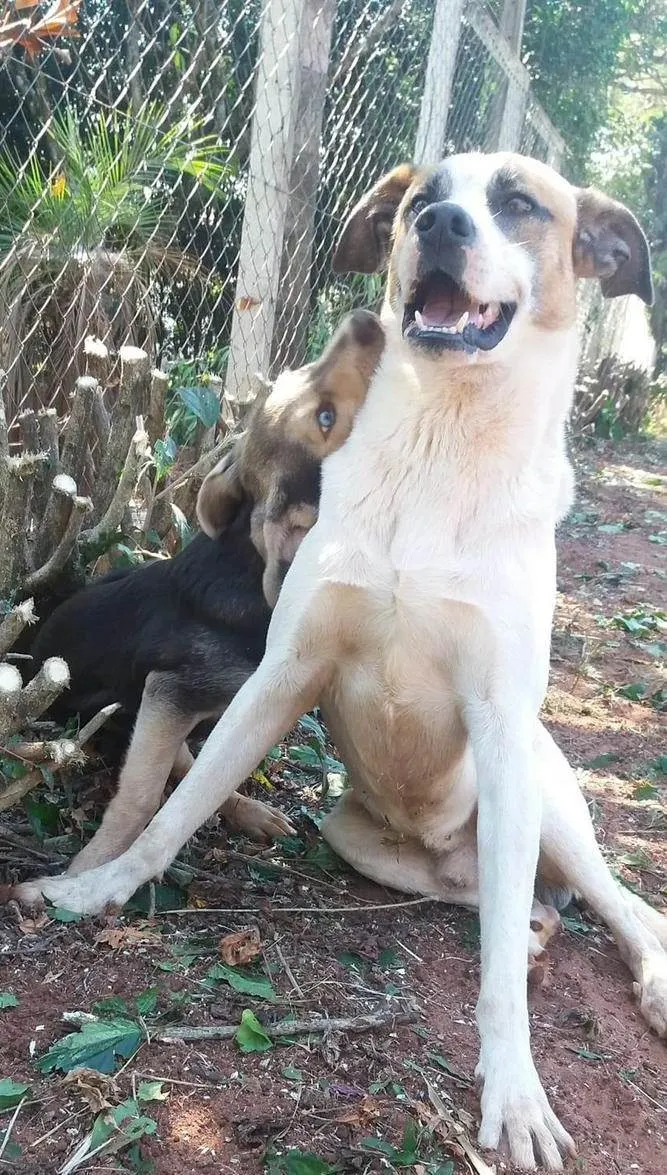 Cachorro ra a Vira-lata idade 6 ou mais anos nome Juca