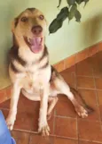 Caju