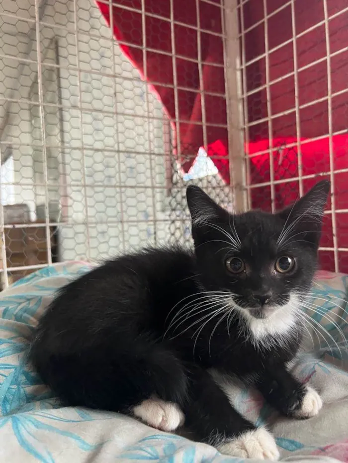 Gato raça SRD idade 2 a 6 meses nome Sushi