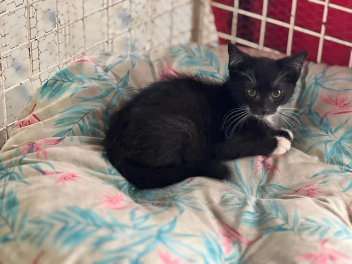 Gato raça SRD idade 2 a 6 meses nome Sushi