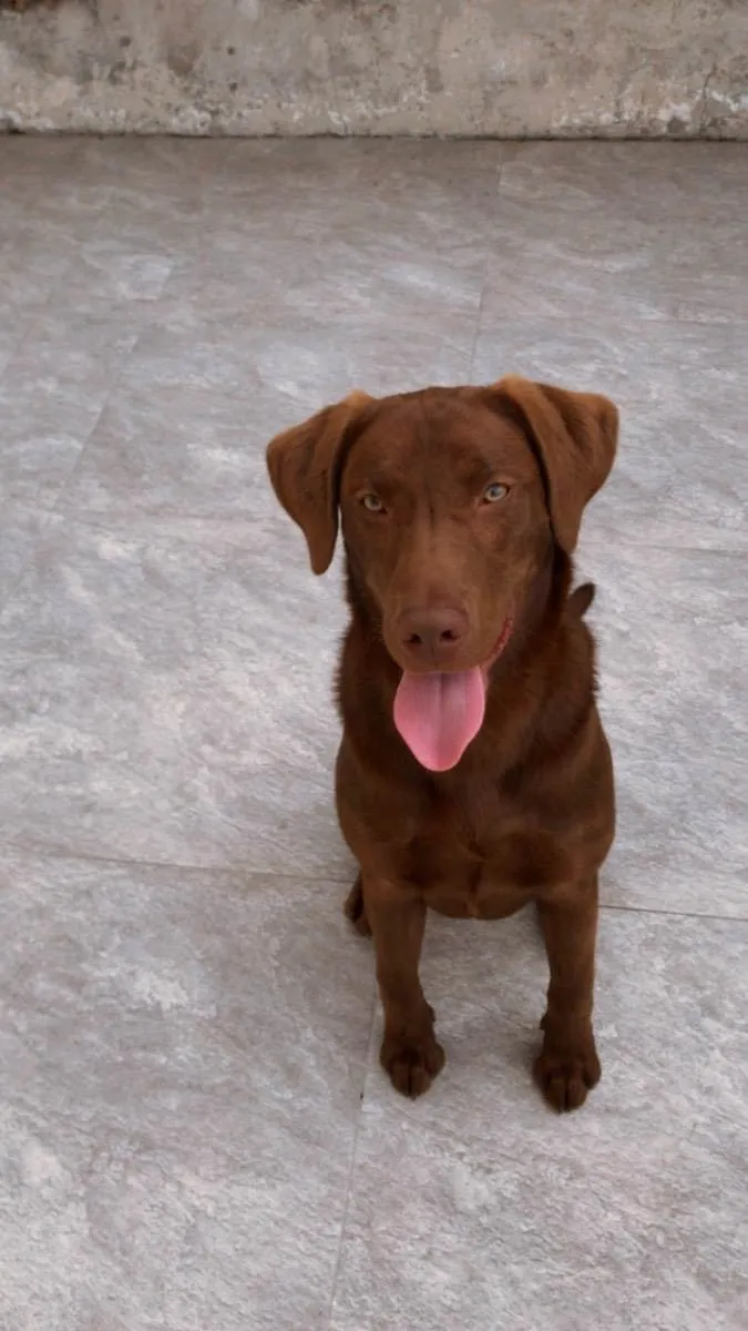 Cachorro ra a Labrador  idade 7 a 11 meses nome Atlas