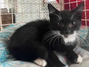 Gato raça SRD idade 2 a 6 meses nome Sushi