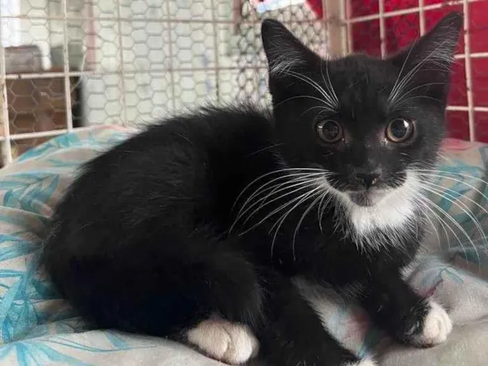 Gato raça SRD idade 2 a 6 meses nome Sushi