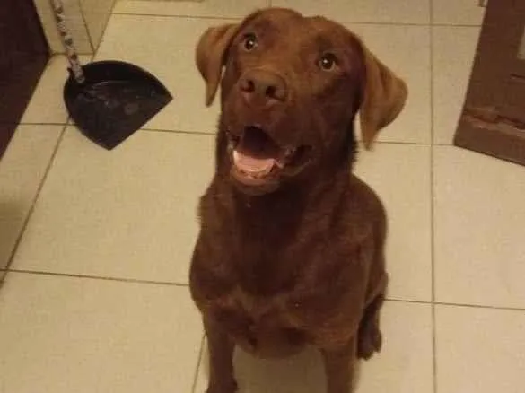 Cachorro ra a Labrador  idade 7 a 11 meses nome Atlas